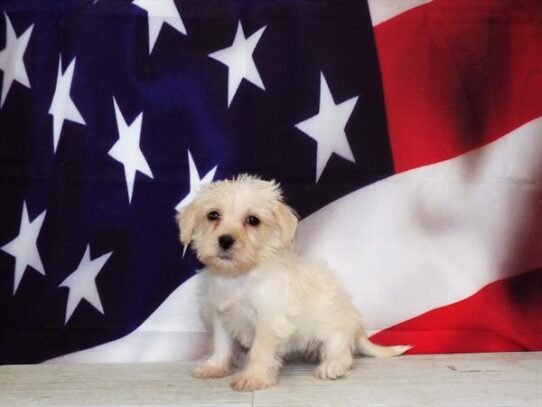 Schnoodle DOG Female Cream 4348 Petland Pensacola, Florida