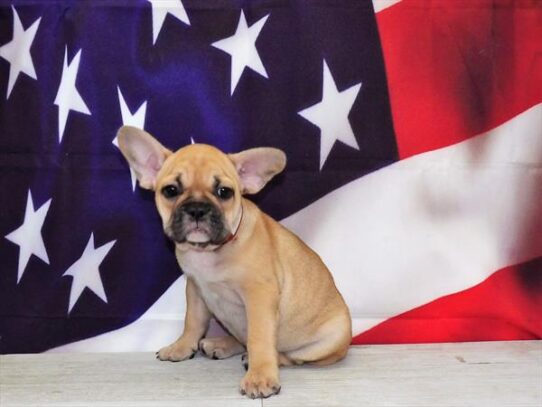 French Bulldog-DOG-Female-Fawn-4349-Petland Pensacola, Florida