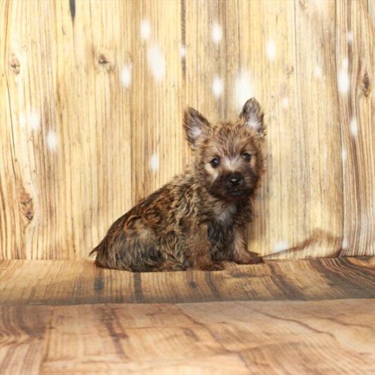 Cairn Terrier DOG Male Wheaten 4350 Petland Pensacola, Florida