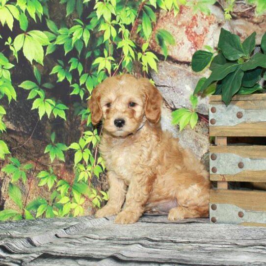 Goldendoodle Mini 2nd Gen DOG Male Golden 4351 Petland Pensacola, Florida