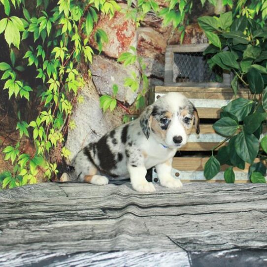 Pembroke Welsh Corgi DOG Female Blue Merle 4353 Petland Pensacola, Florida