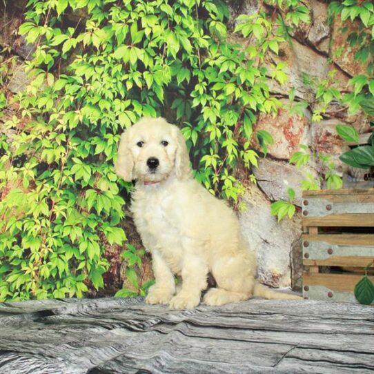 Goldendoodle DOG Female Light Golden 4354 Petland Pensacola, Florida