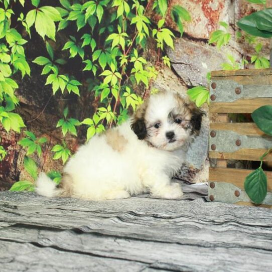 Teddy Bear DOG Female White / Gold 4355 Petland Pensacola, Florida