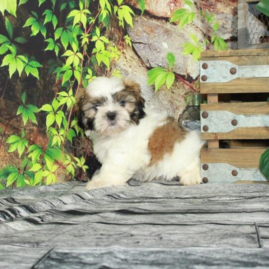 Shih Tzu-Teddy Bear-DOG-Male-White / Gold-4356-Petland Pensacola, Florida