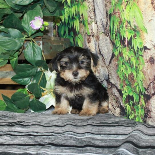 Yorkie DOG Female Black / Tan 4357 Petland Pensacola, Florida