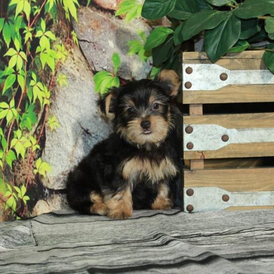 Yorkie DOG Female Black / Tan 4358 Petland Pensacola, Florida