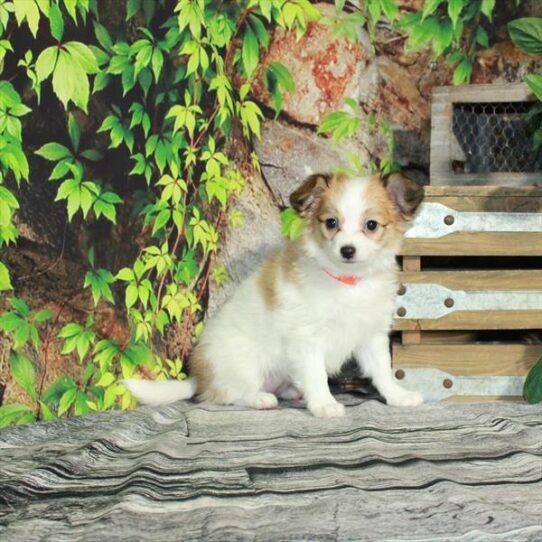 Papillon DOG Female White / Red 4359 Petland Pensacola, Florida