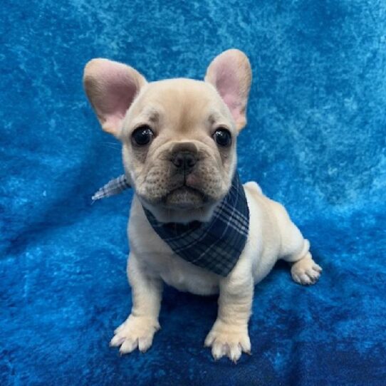 French Bulldog-DOG-Male-Cream-769-Petland Pensacola, Florida