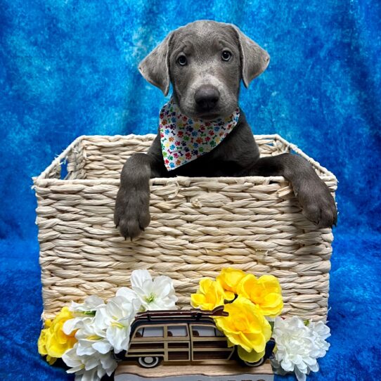 Labrador Retriever-DOG-Male-Silver-4372-Petland Pensacola, Florida