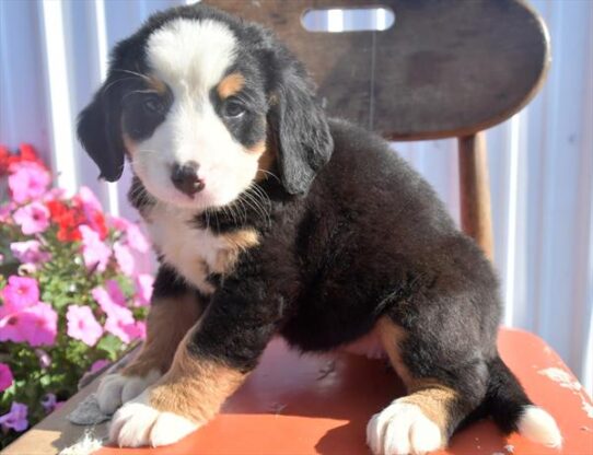 Bernese Mountain Dog DOG Female Black Rust / White 4411 Petland Pensacola, Florida