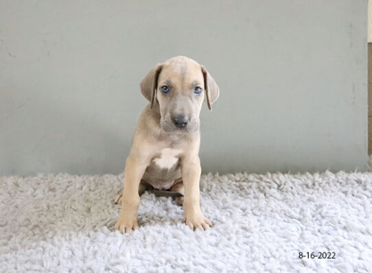 Great Dane DOG Female Brindle 4412 Petland Pensacola, Florida