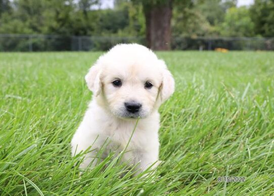 Golden Retriever DOG Female Cream 4414 Petland Pensacola, Florida