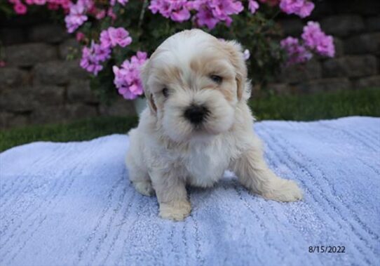 Lhasa-Poo DOG Male Cream 4415 Petland Pensacola, Florida