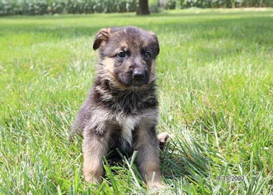 German Shepherd DOG Female Black / Red 4418 Petland Pensacola, Florida