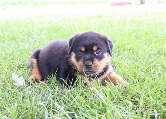 Rottweiler DOG Female Black / Tan 4419 Petland Pensacola, Florida