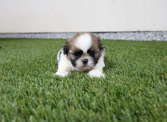 Shih Tzu DOG Female Dark Brown 4420 Petland Pensacola, Florida