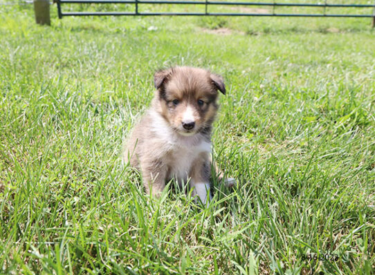 Sheltie DOG Male Sable / White 4423 Petland Pensacola, Florida