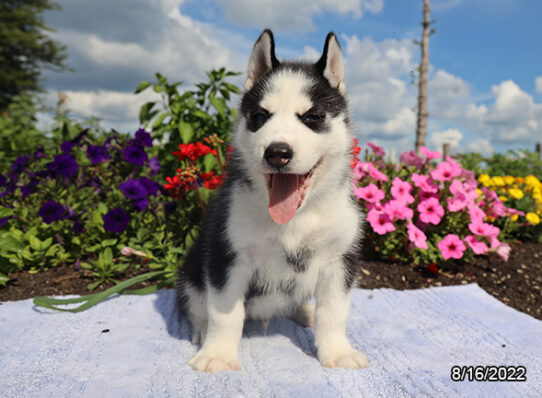 Siberian Husky DOG Male Black / White 4424 Petland Pensacola, Florida