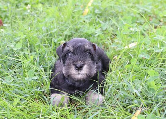 Mini Schnauzer DOG Female Black / Silver 4425 Petland Pensacola, Florida