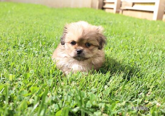 Pekingese DOG Female Sable / White 4426 Petland Pensacola, Florida