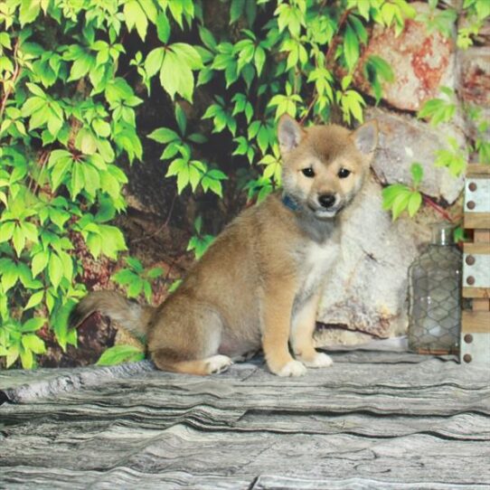 Shiba Inu DOG Female Red Sesame 4427 Petland Pensacola, Florida