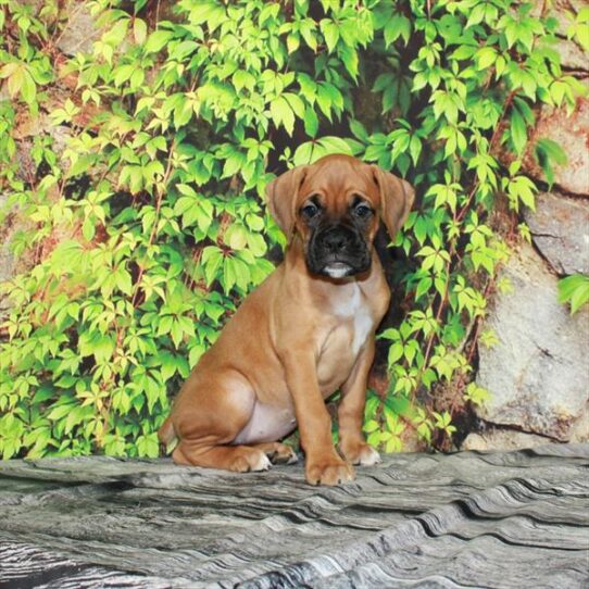 Boxer DOG Female Fawn 4428 Petland Pensacola, Florida