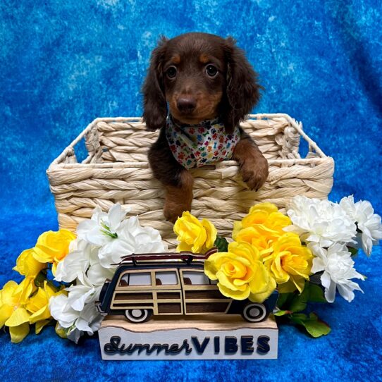 Dachshund DOG Male Chocolate and Tan 4410 Petland Pensacola, Florida