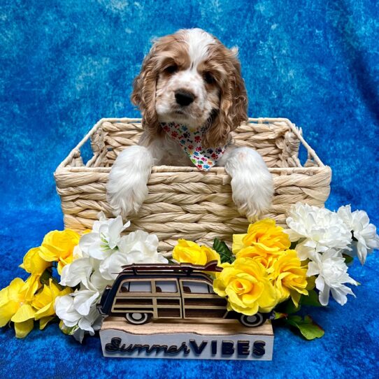 Cocker Spaniel DOG Male Buff / White 4421 Petland Pensacola, Florida