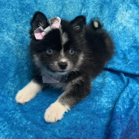 Pomsky 2nd Gen DOG Female Black/White 756 Petland Pensacola, Florida