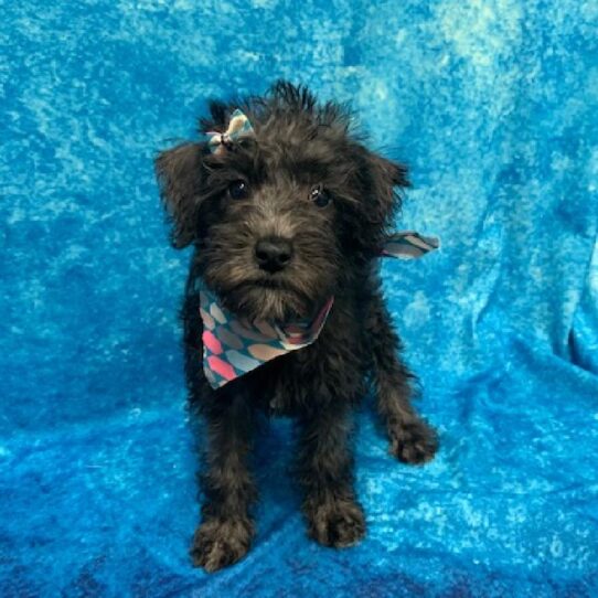 Schnoodle DOG Female Black 766 Petland Pensacola, Florida