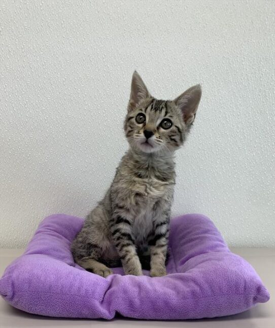 Bengal-Siamese-KITTEN-Female-Brown-4452-Petland Pensacola, Florida