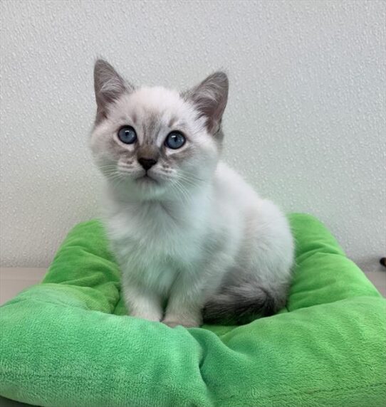 Persian-Siamese-KITTEN-Male-Blue Point-4453-Petland Pensacola, Florida