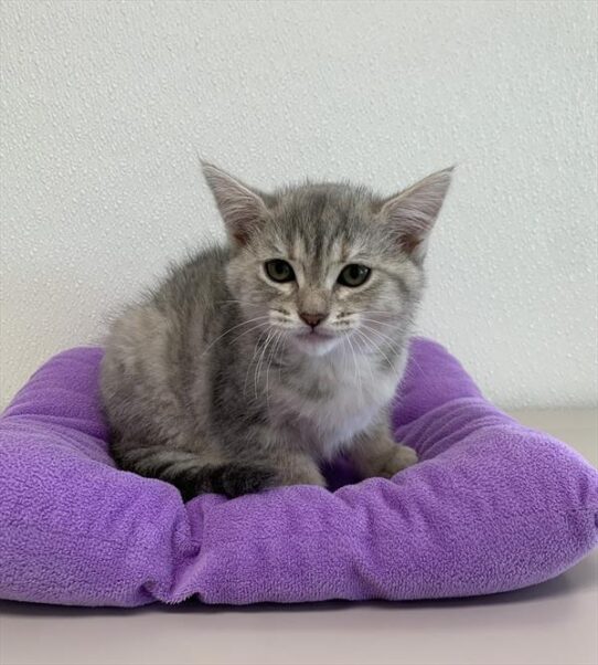 Persian-Siamese-KITTEN-Female-Blue / Cream-4454-Petland Pensacola, Florida