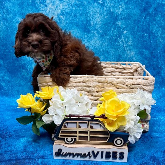 Cockapoo DOG Male Brown 4446 Petland Pensacola, Florida