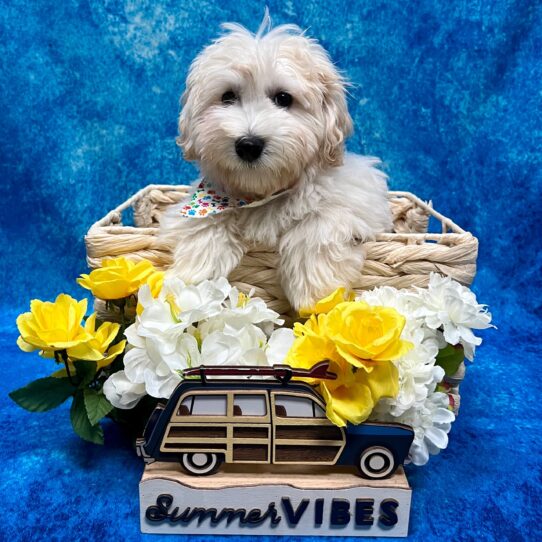 Maltipoo-DOG-Male-Cream-4449-Petland Pensacola, Florida