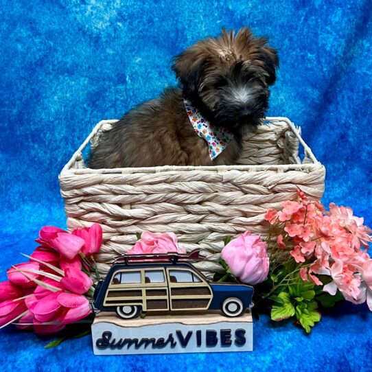 Soft Coated Wheaten Terrier DOG Female Wheaten 4451 Petland Pensacola, Florida