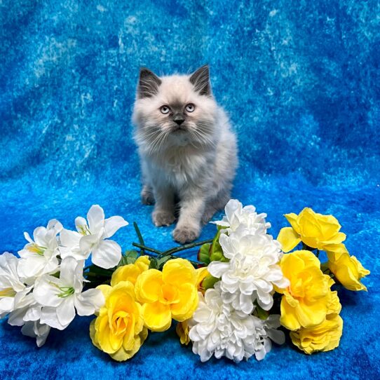 Ragamuffin-KITTEN-Male-Blue Point-4463-Petland Pensacola, Florida