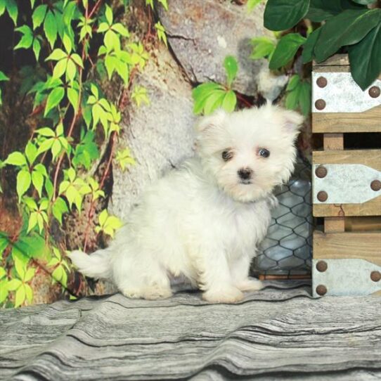 Maltese DOG Male White 4494 Petland Pensacola, Florida