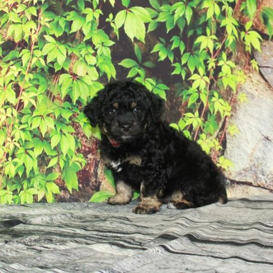 Mini Aussiedoodle-DOG-Male-Black / Tan-4495-Petland Pensacola, Florida