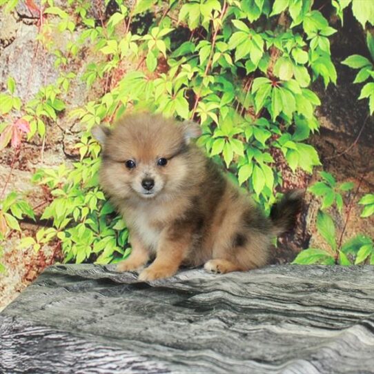 Pomeranian DOG Male Red Merle 4496 Petland Pensacola, Florida