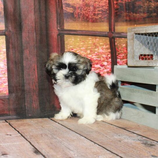 Shih Tzu DOG Male White / Gold 4497 Petland Pensacola, Florida