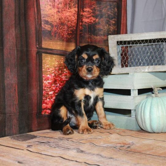 Cavalier King Charles Spaniel DOG Male Black / Tan 4499 Petland Pensacola, Florida