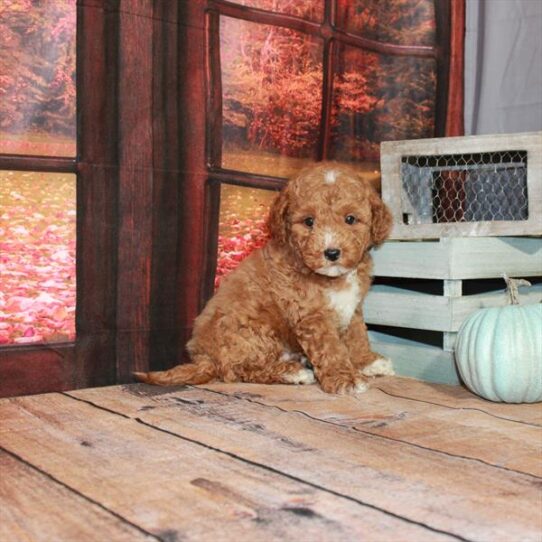 Goldendoodle Mini 2nd Gen DOG Male Red 4500 Petland Pensacola, Florida