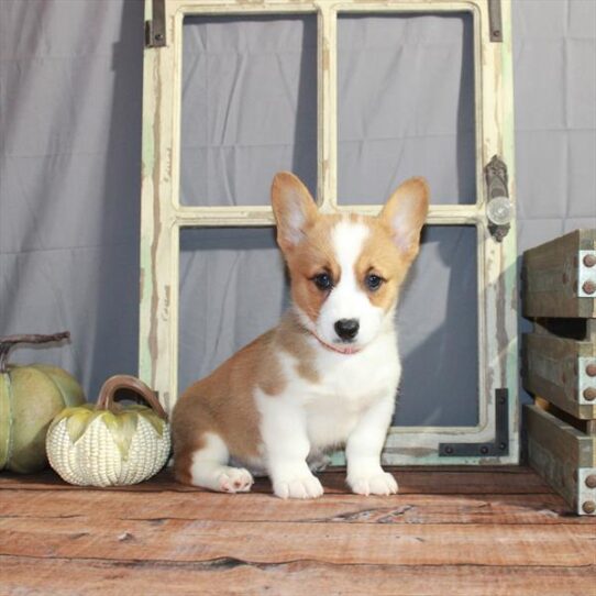 Pembroke Welsh Corgi DOG Female White / Red 4502 Petland Pensacola, Florida