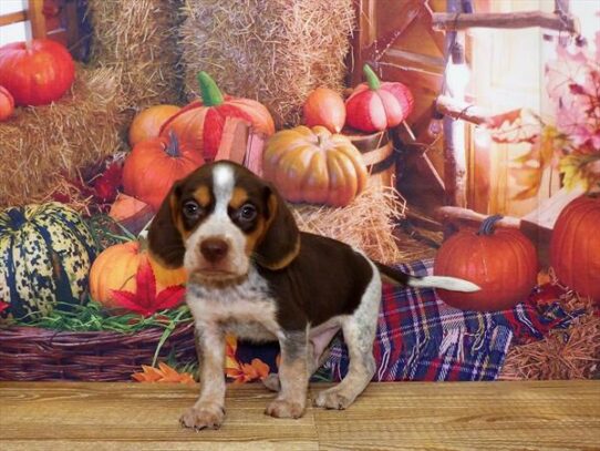 Beagle DOG Male Chocolate White Tan 4504 Petland Pensacola, Florida