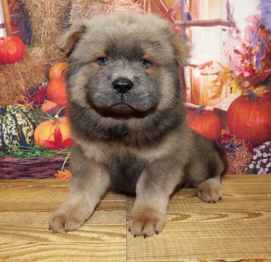 Chow Chow DOG Male Blue / Tan 4505 Petland Pensacola, Florida