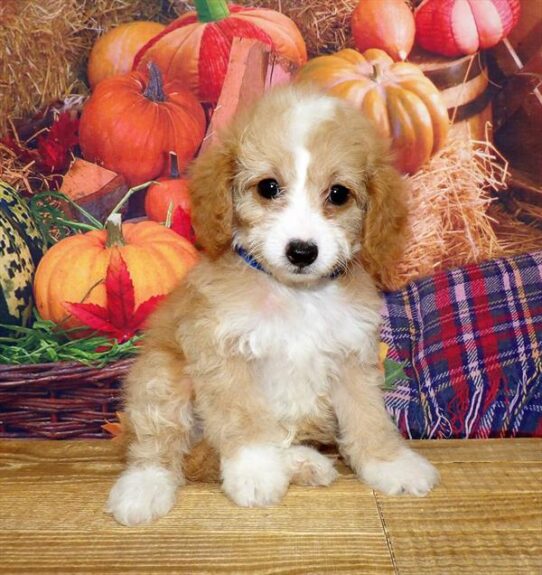 Cavapoo-DOG-Female-Apricot-4508-Petland Pensacola, Florida