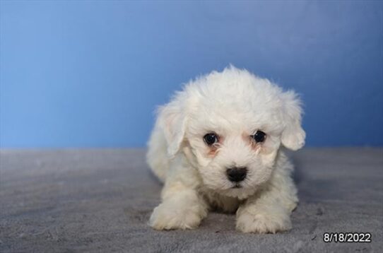 Bichon DOG Male White 4509 Petland Pensacola, Florida