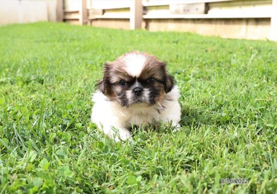 Pekingese DOG Male Sable / White 4511 Petland Pensacola, Florida