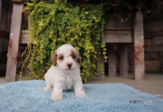 Poodle DOG Male Cream / White 4512 Petland Pensacola, Florida